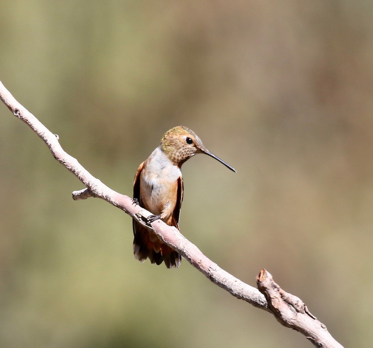 Rufous Hummingbird - ML644487913