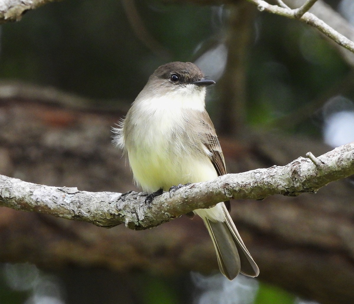 Eastern Phoebe - ML644487914