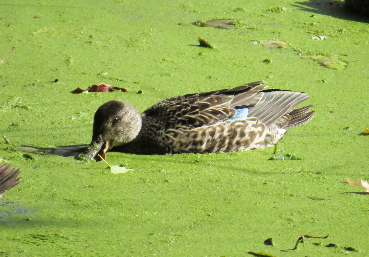 Green-winged Teal - ML644487916