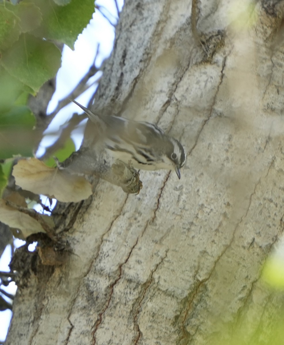 Black-and-white Warbler - ML644487917