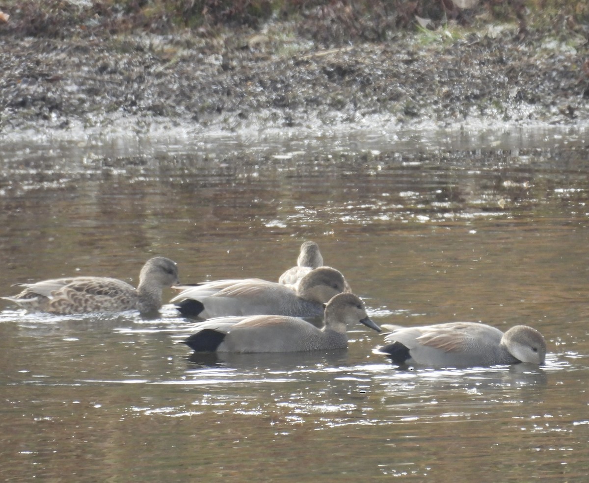 Gadwall - ML644487918