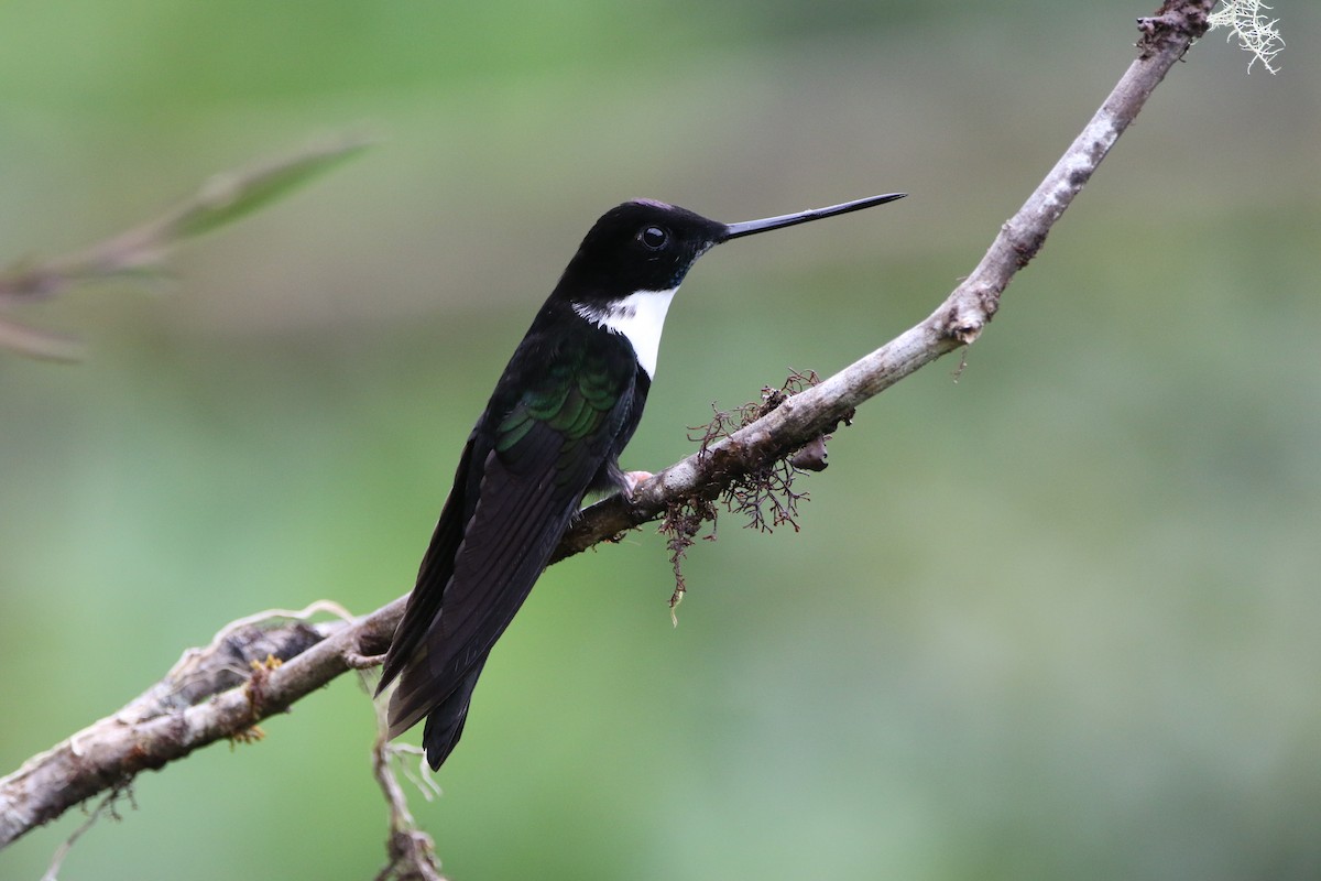 Collared Inca - ML644487919