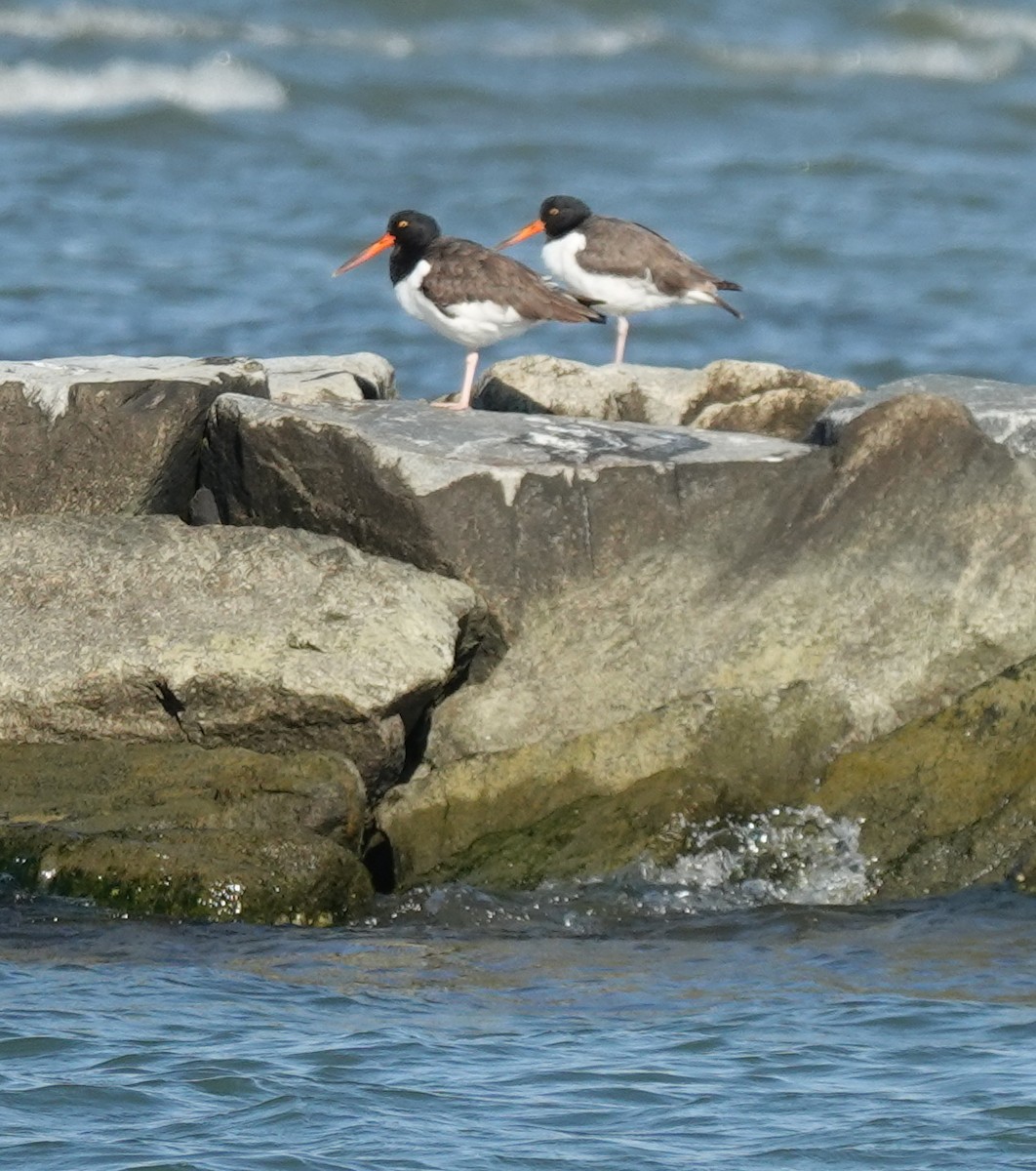 American Oystercatcher - ML644487920