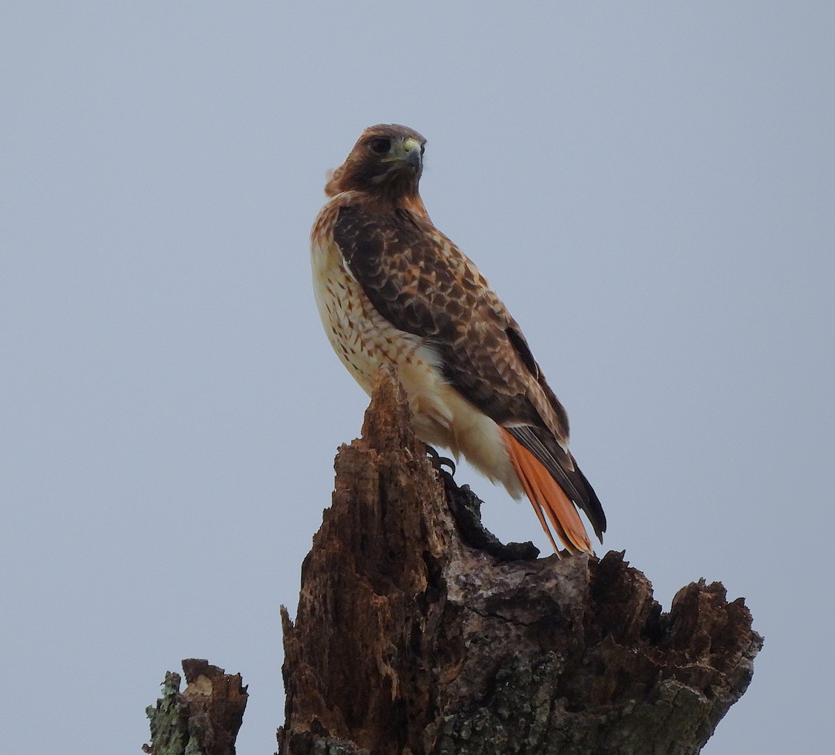 Red-tailed Hawk - ML644487921