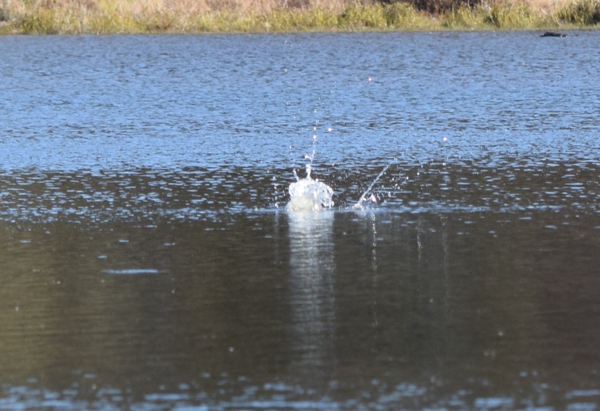 Belted Kingfisher - ML644487922
