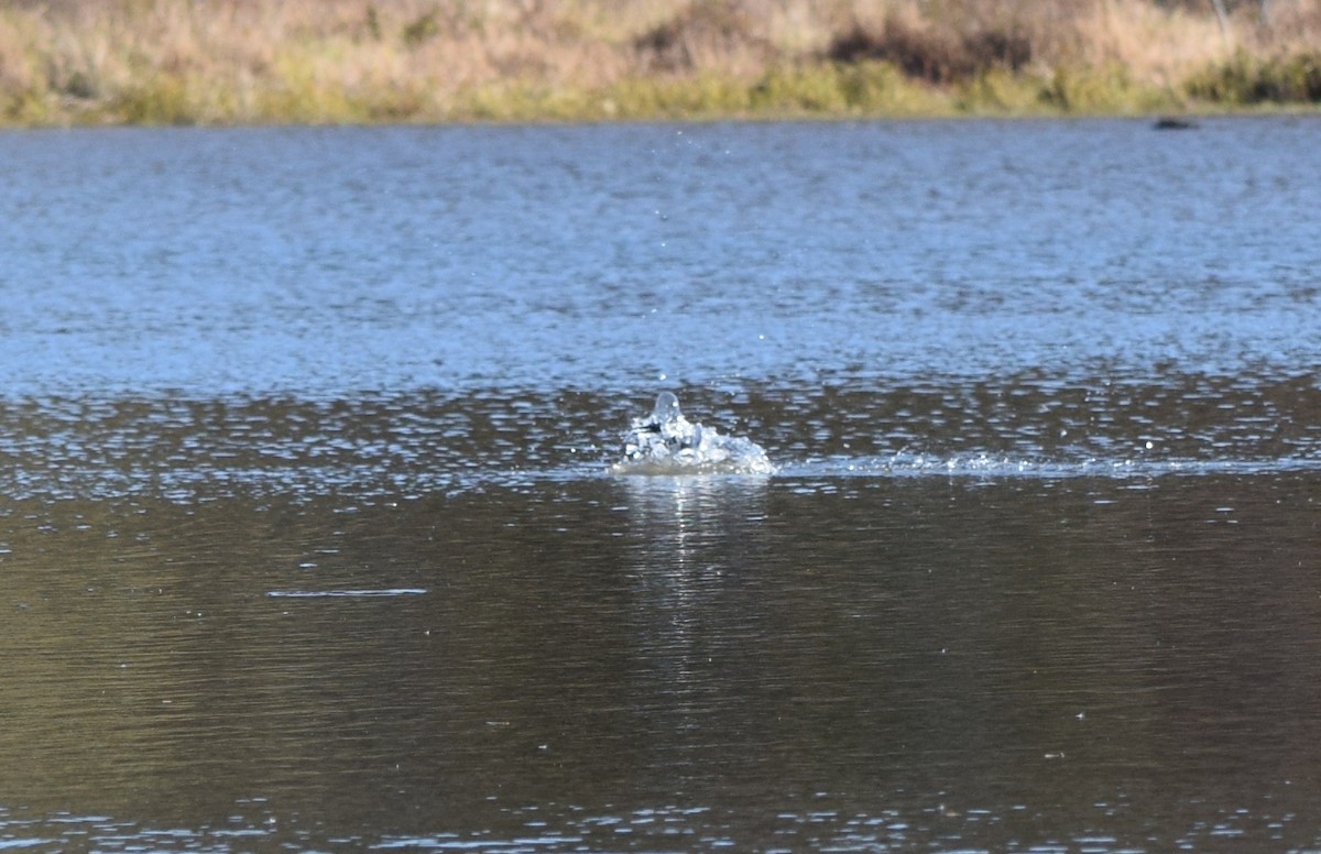 Belted Kingfisher - ML644487923