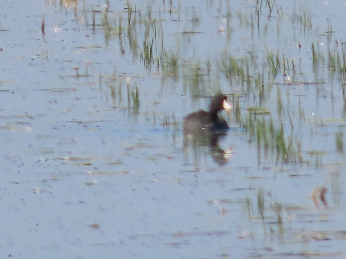 American Coot - ML644487925