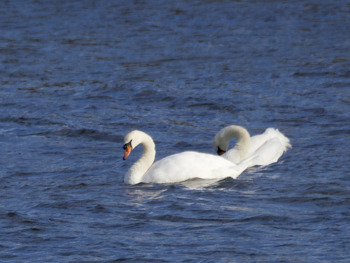 labuť velká - ML644487929