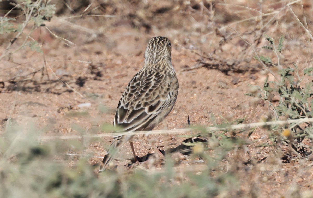 Sprague's Pipit - ML644487930