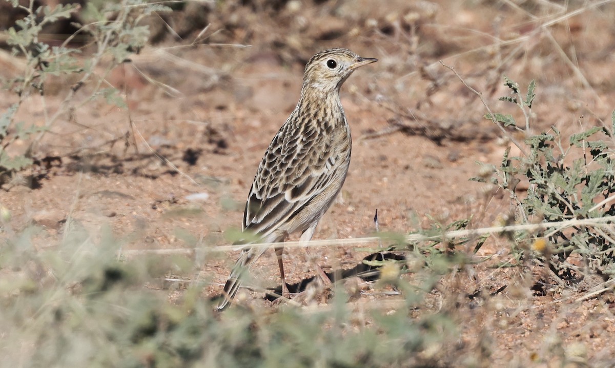 Sprague's Pipit - ML644487931