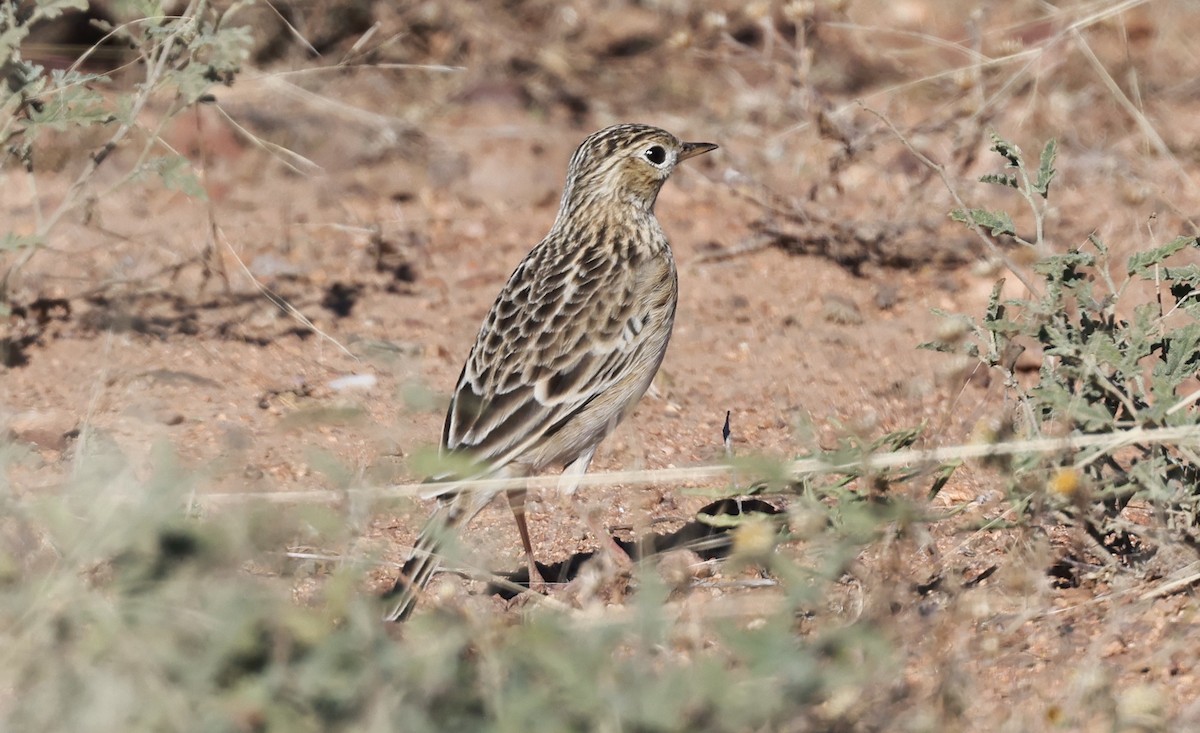 Sprague's Pipit - ML644487932