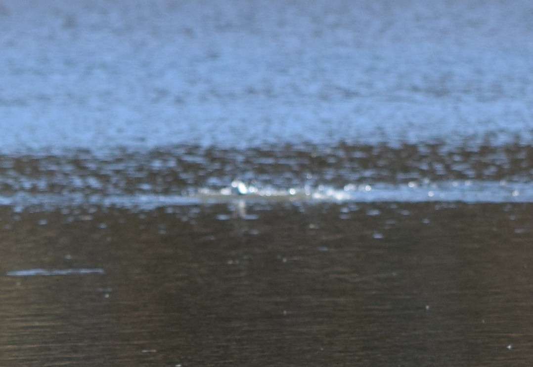 Belted Kingfisher - ML644487933