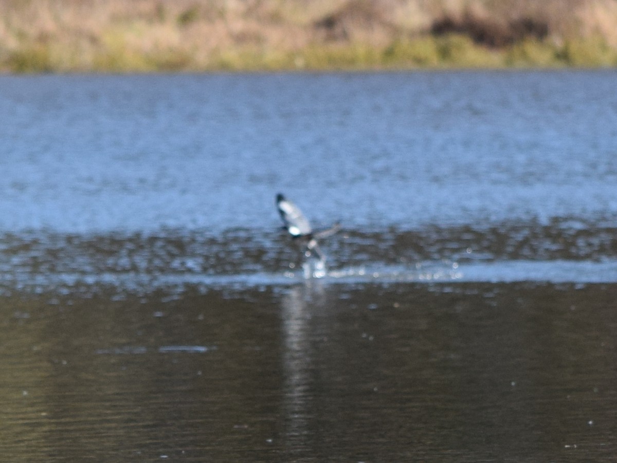 Belted Kingfisher - ML644487934