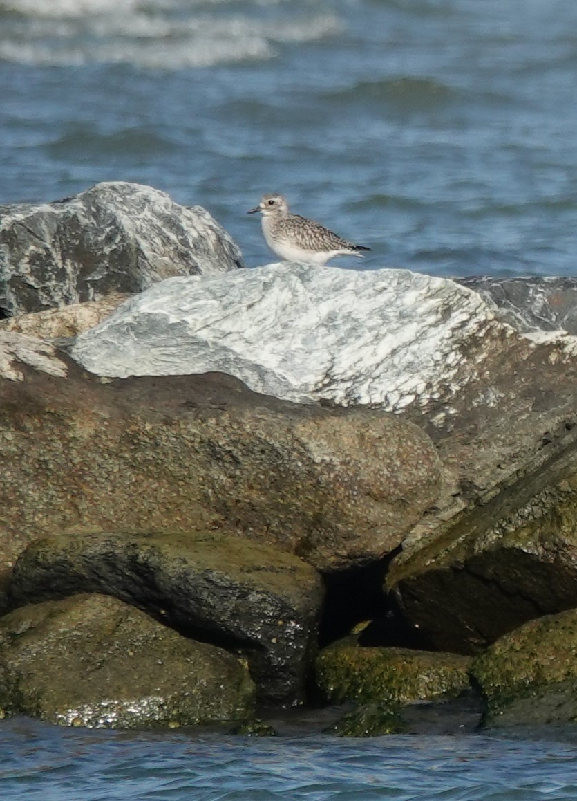 Black-bellied Plover - ML644487935
