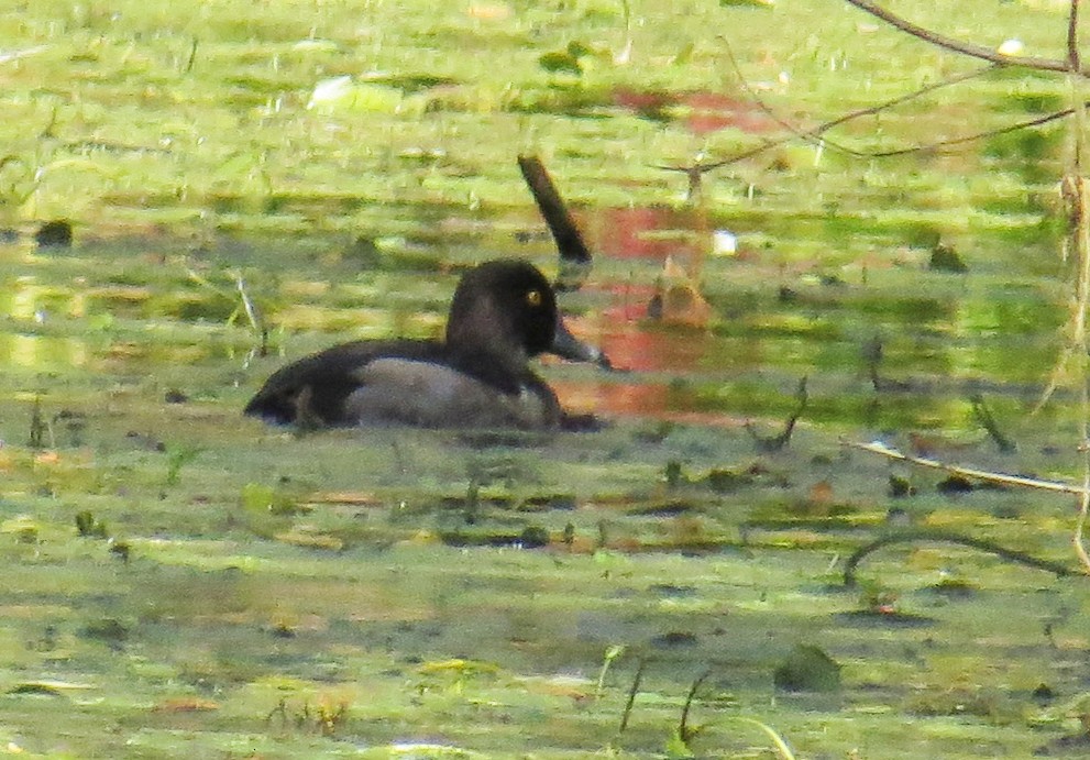 Ring-necked Duck - ML644487940