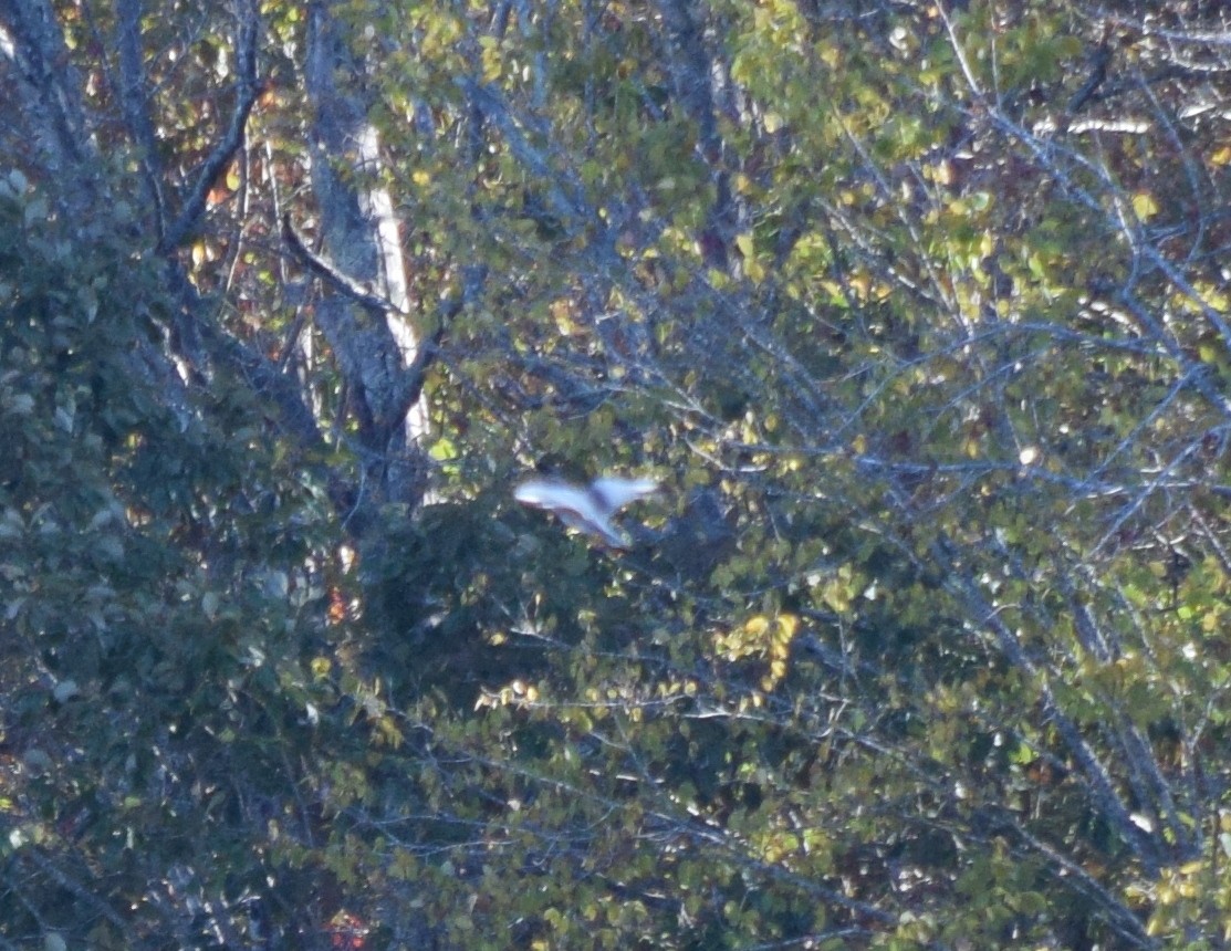 Belted Kingfisher - ML644487943