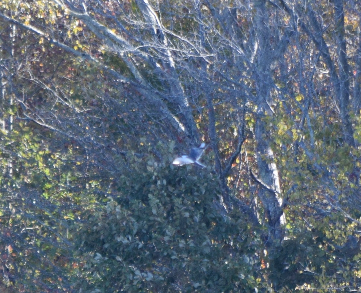 Belted Kingfisher - ML644487944