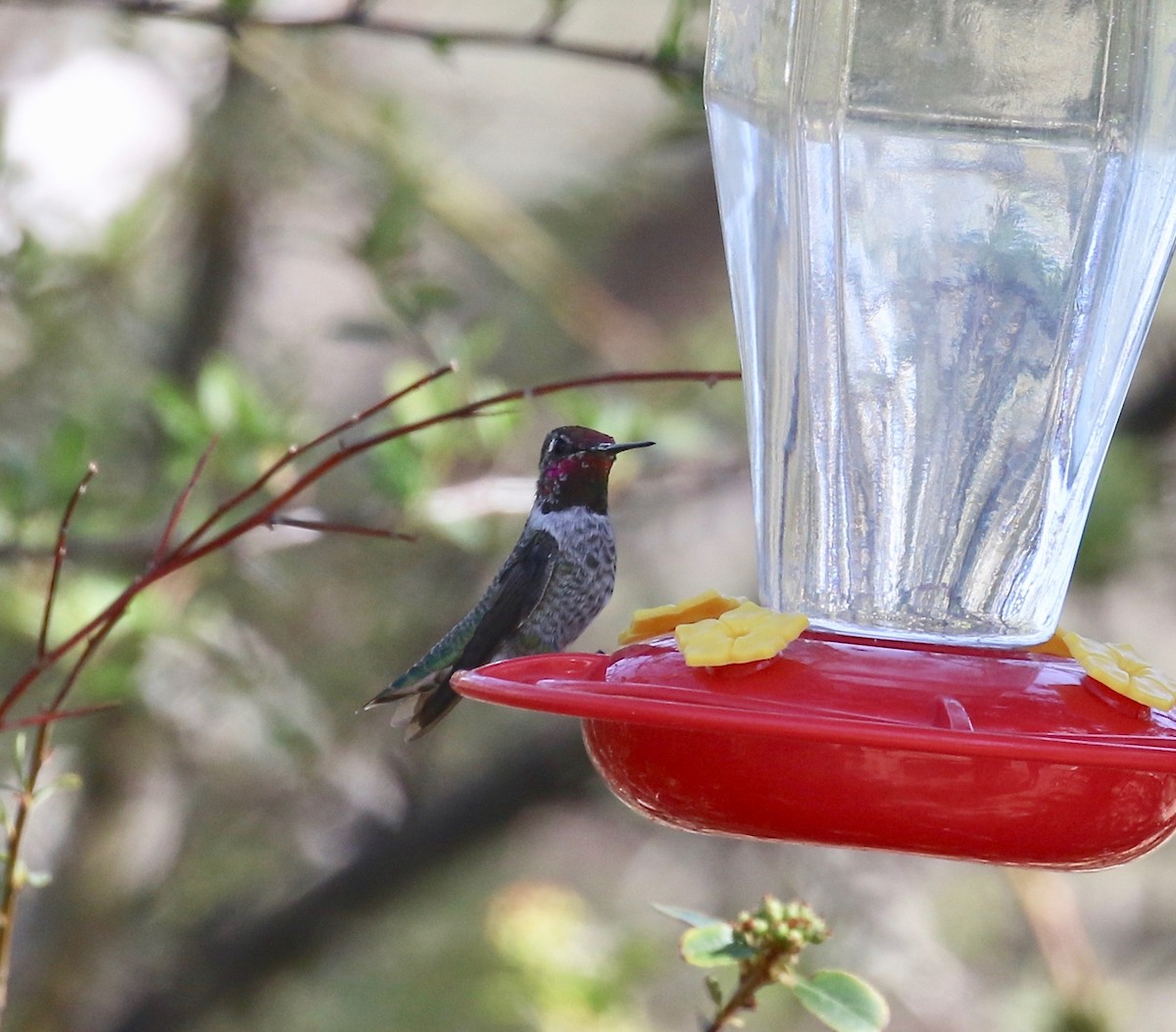 Anna's Hummingbird - ML644487947