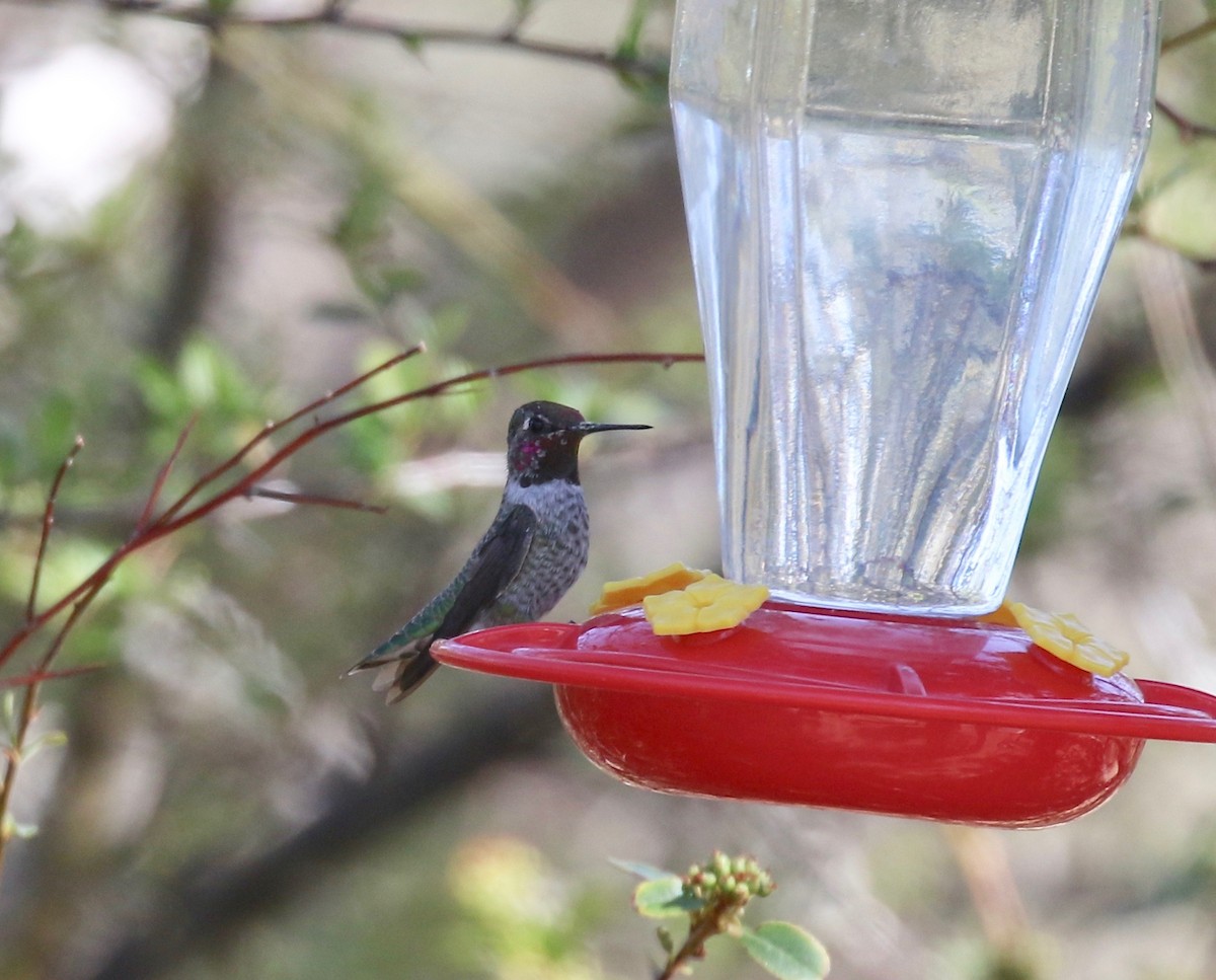 Anna's Hummingbird - ML644487948