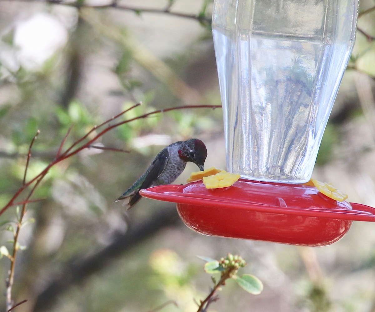 Anna's Hummingbird - ML644487949