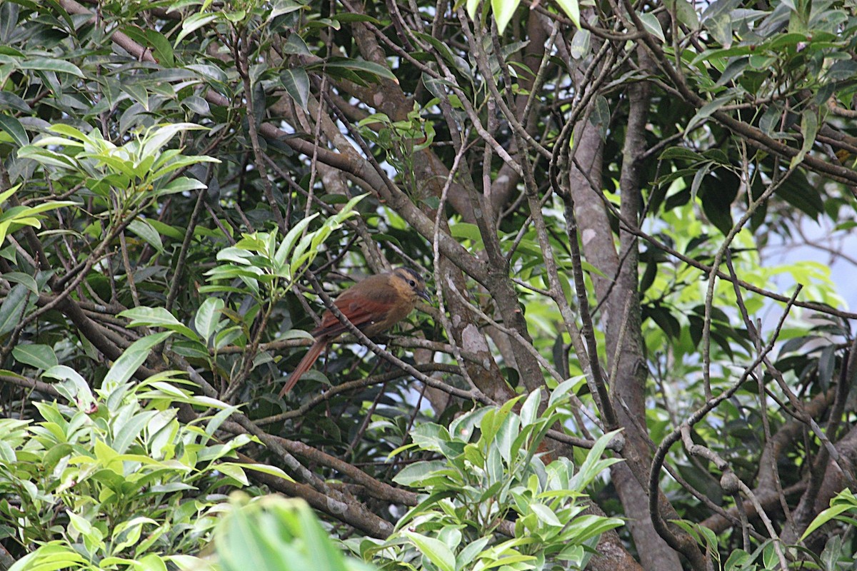 Buff-fronted Foliage-gleaner - ML644487952