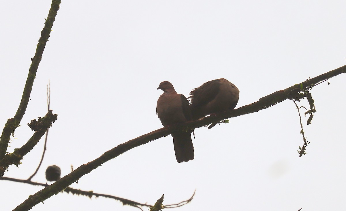 holub krátkozobý - ML644487954