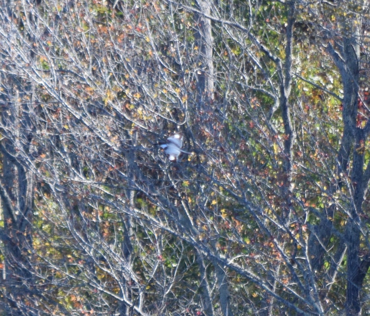 Belted Kingfisher - ML644487962