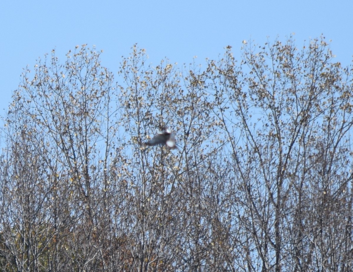 Belted Kingfisher - ML644487963