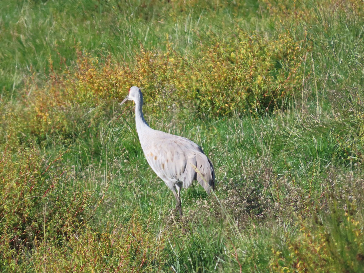 Sandhill Crane - ML644487965