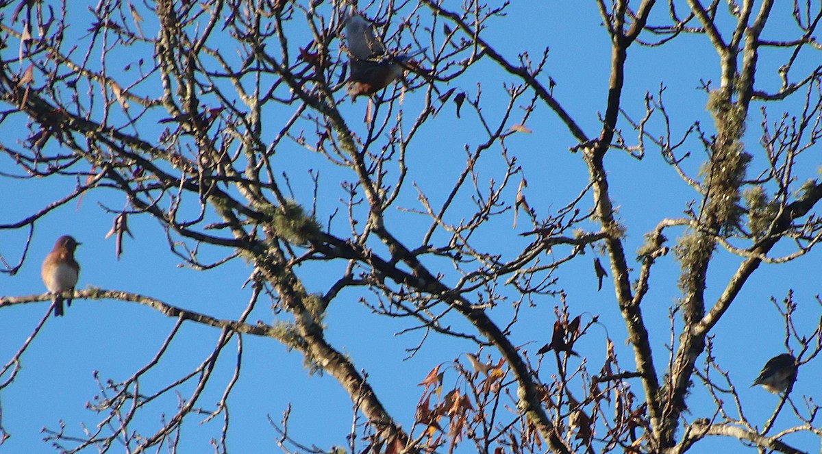 Eastern Bluebird - ML644487966