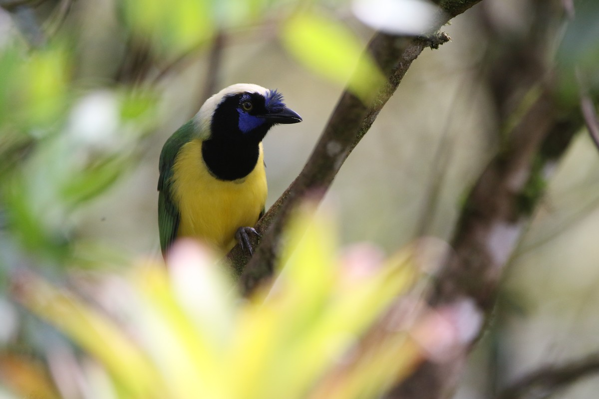 Inkablaurabe - ML644487967