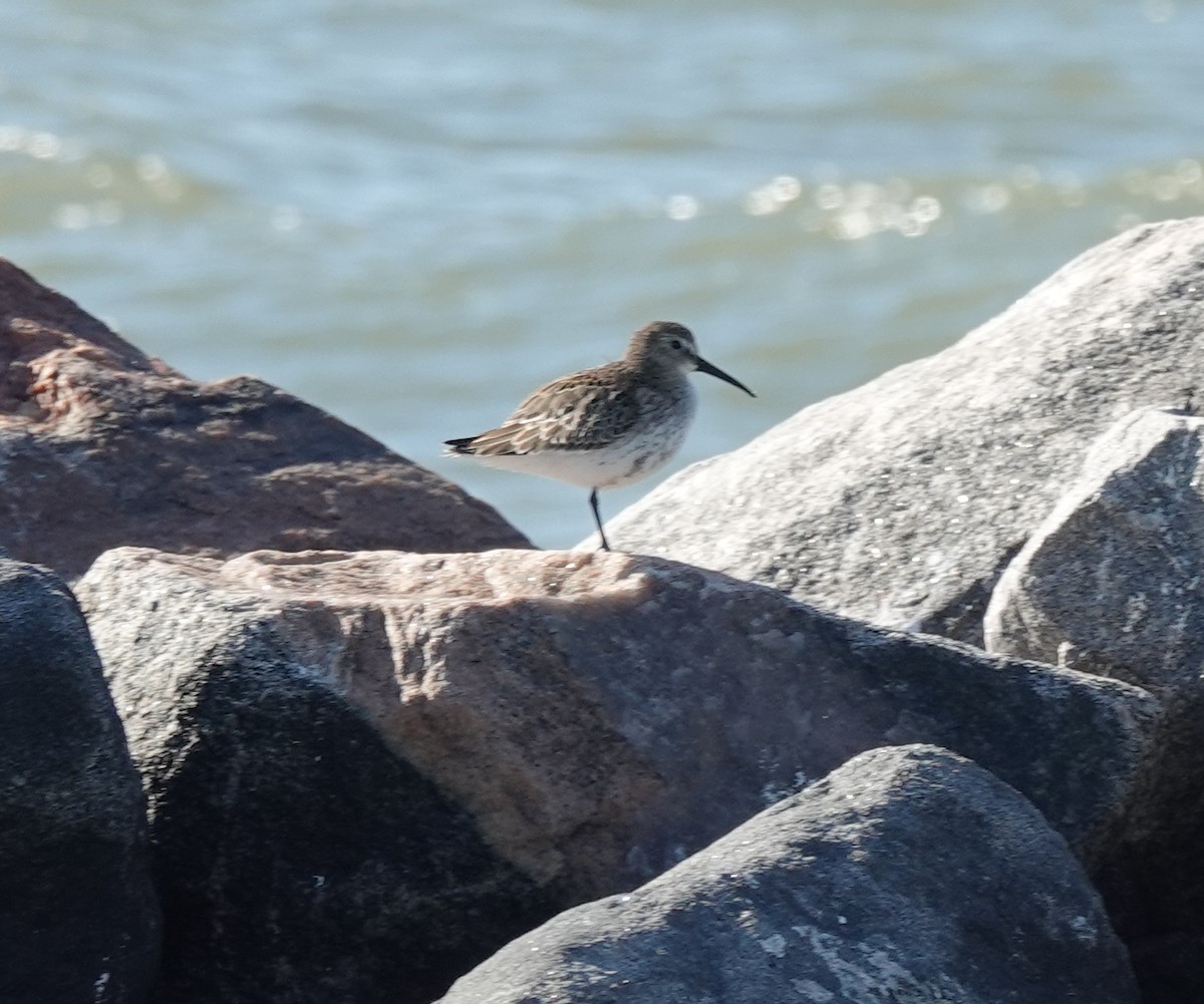 Чернозобик - ML644487971