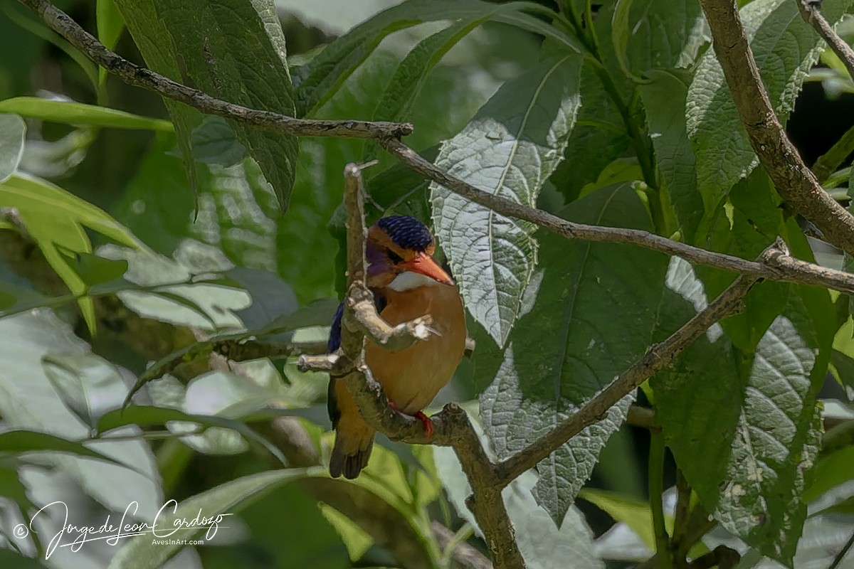 ヒメショウビン - ML644487972