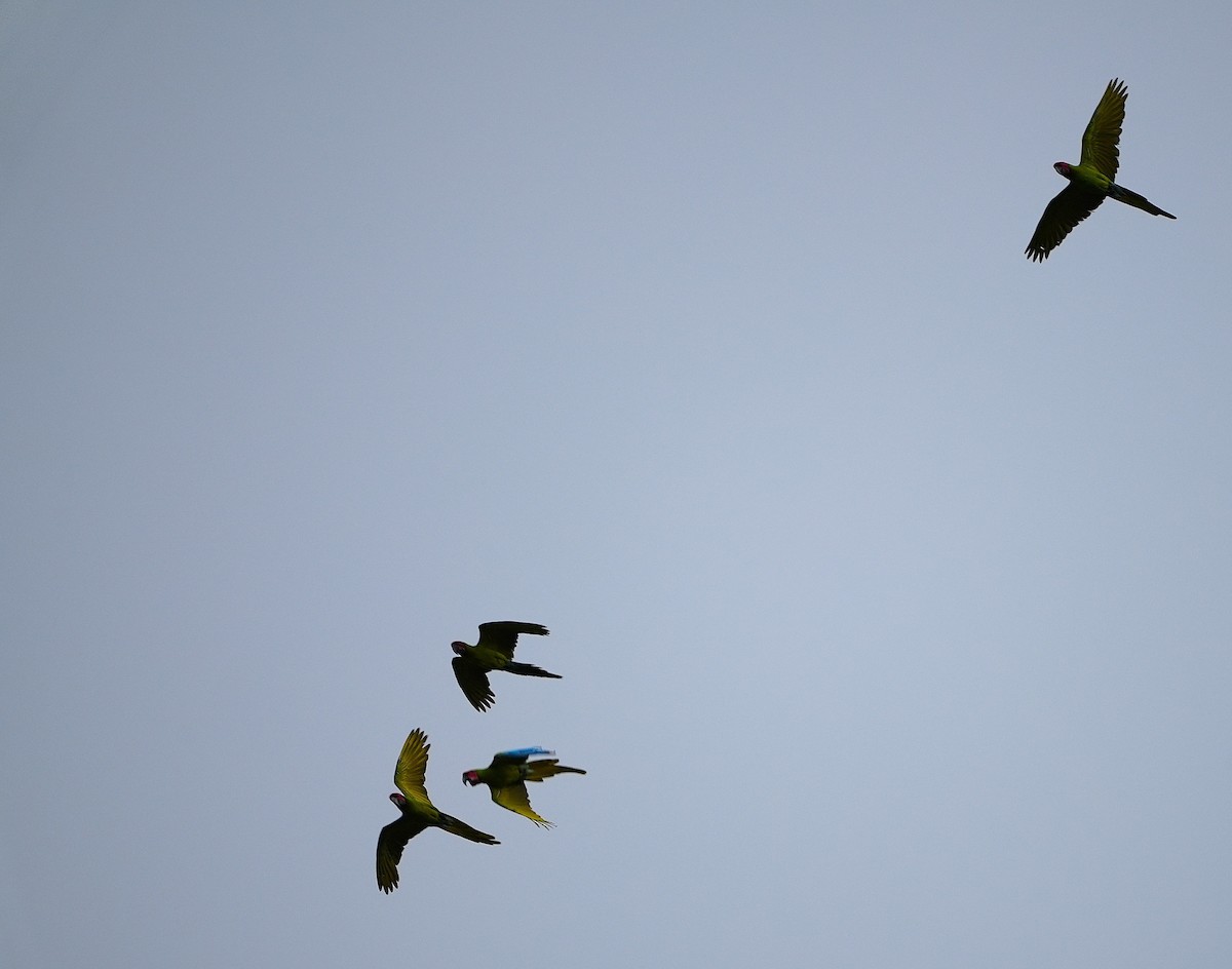 Great Green Macaw - ML644487988