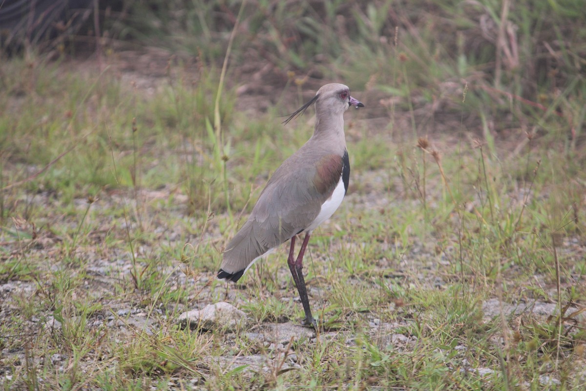 Southern Lapwing - ML644487993