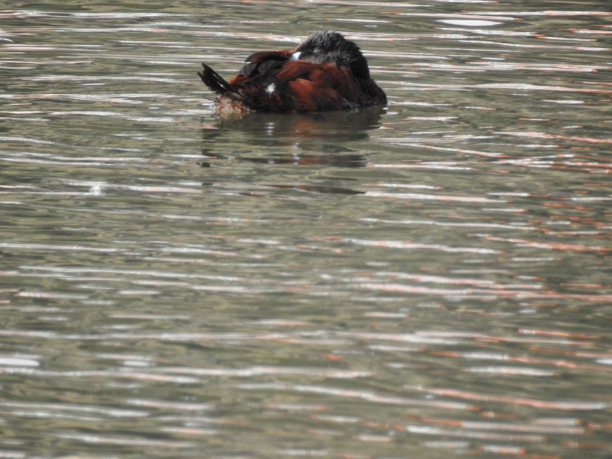Andean Duck - ML644488010