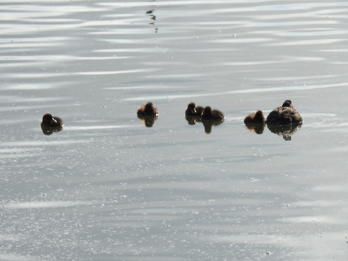 Andean Duck - ML644488011