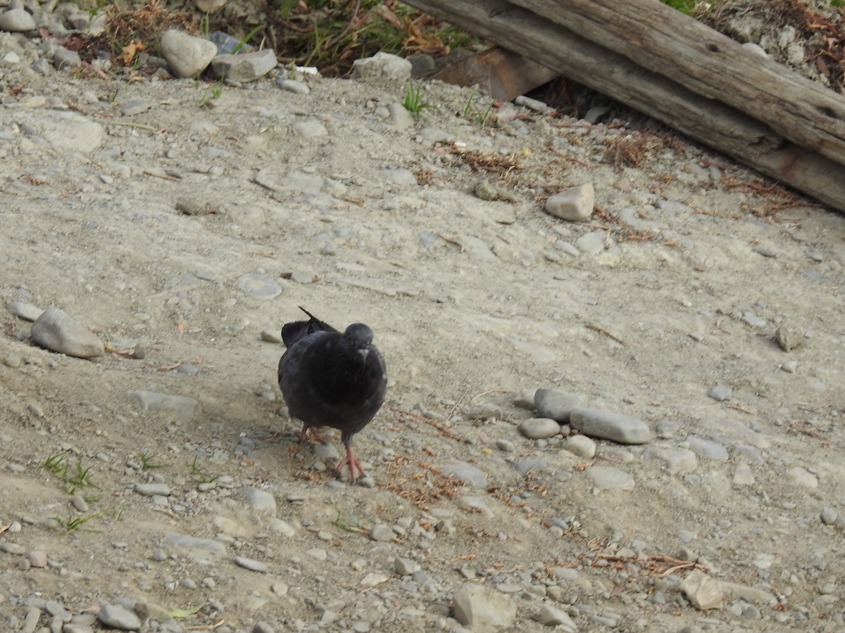 Rock Pigeon (Feral Pigeon) - ML644488019