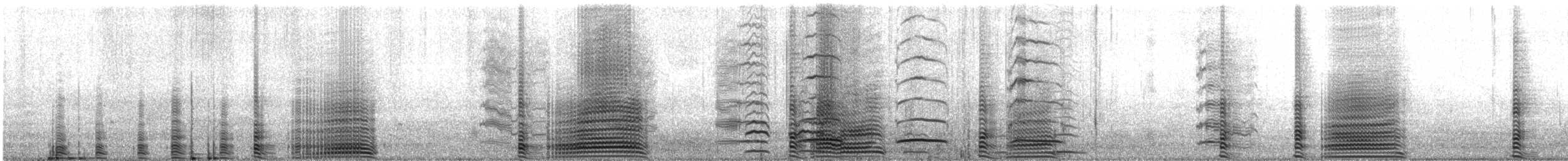Foulque à jarretières - ML644488026