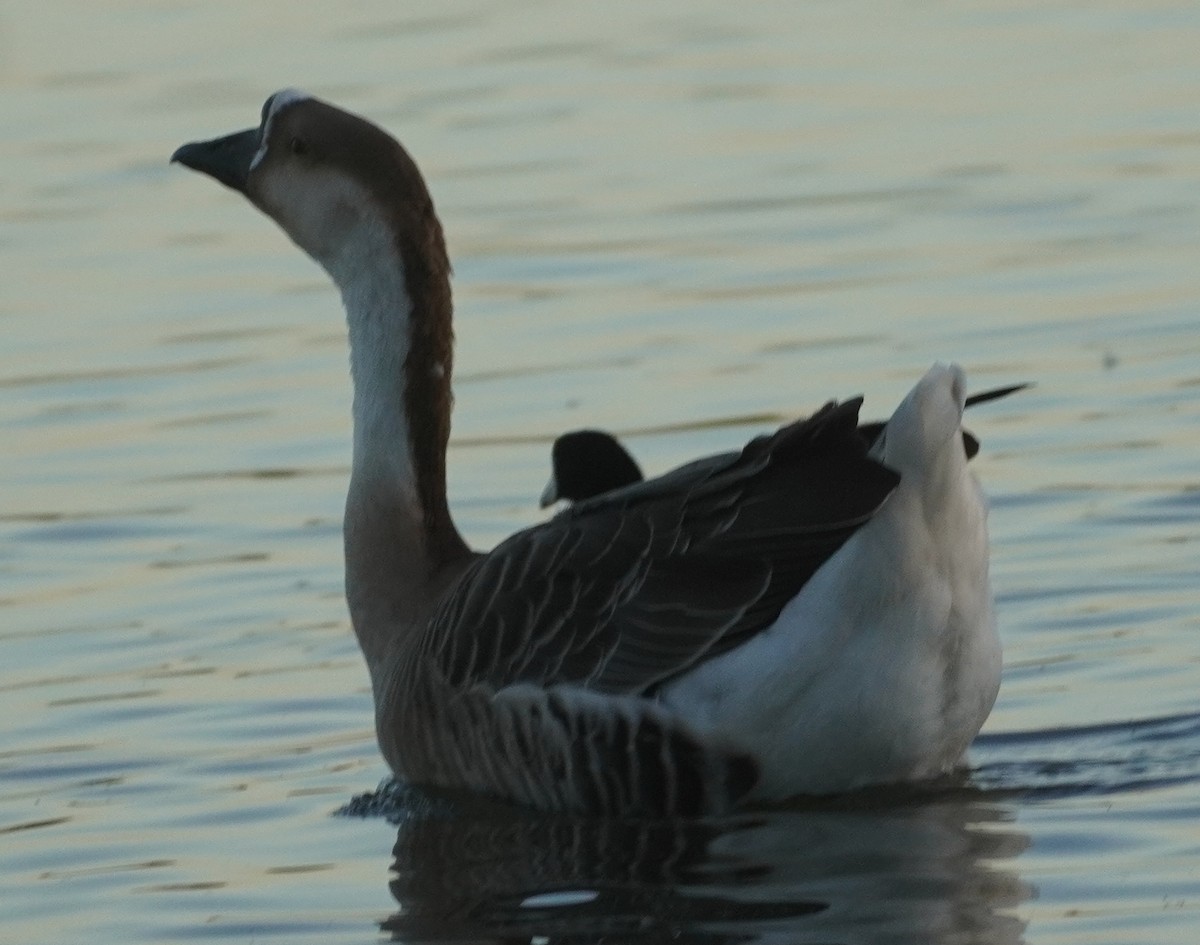 Çin Kazı (evcil tip) - ML644488027