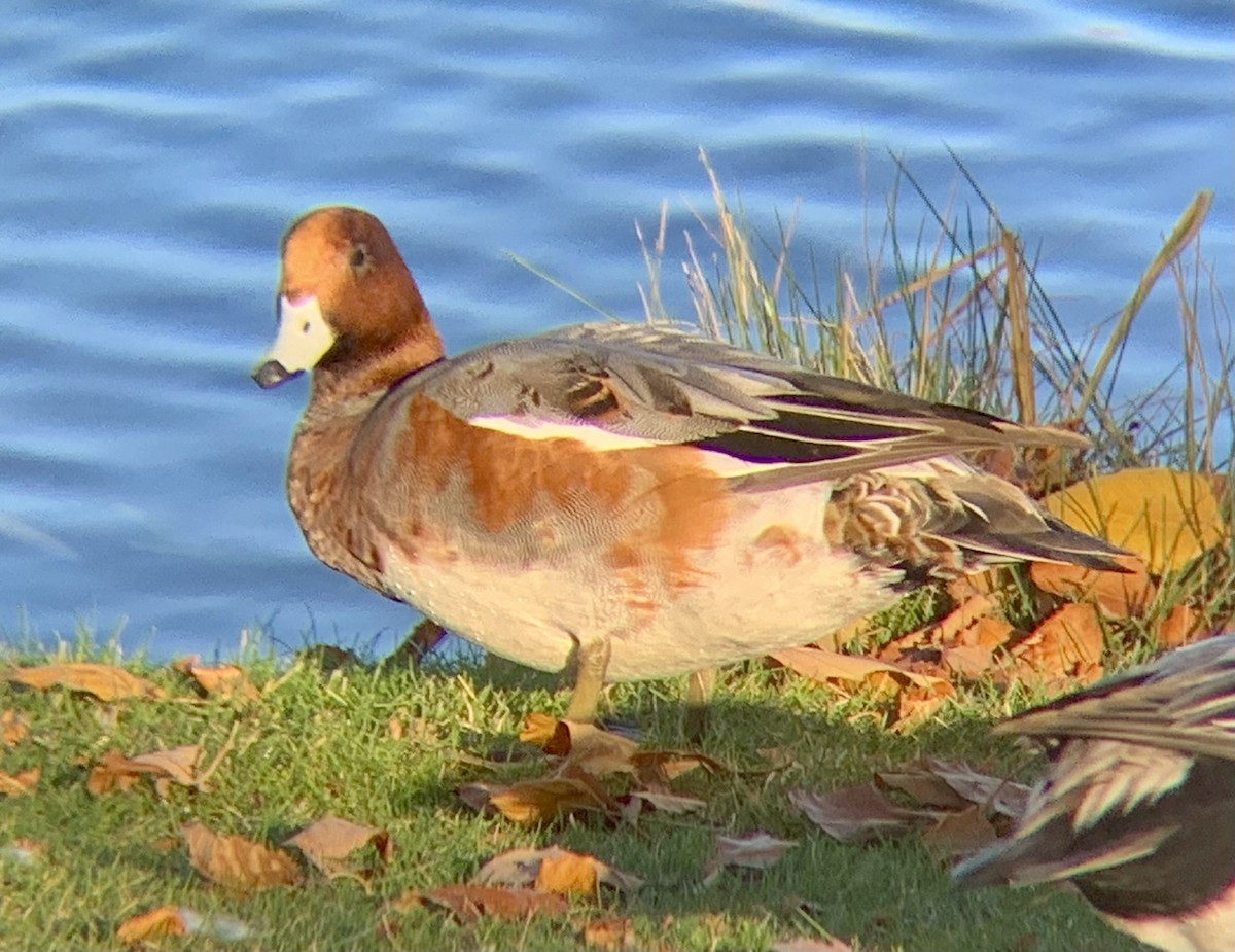 ヒドリガモ - ML644488031