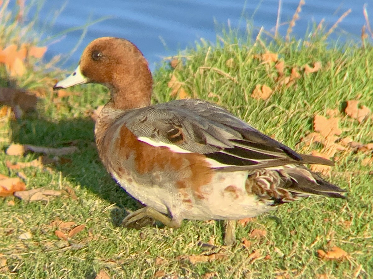 ヒドリガモ - ML644488032