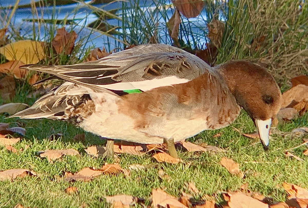 ヒドリガモ - ML644488033