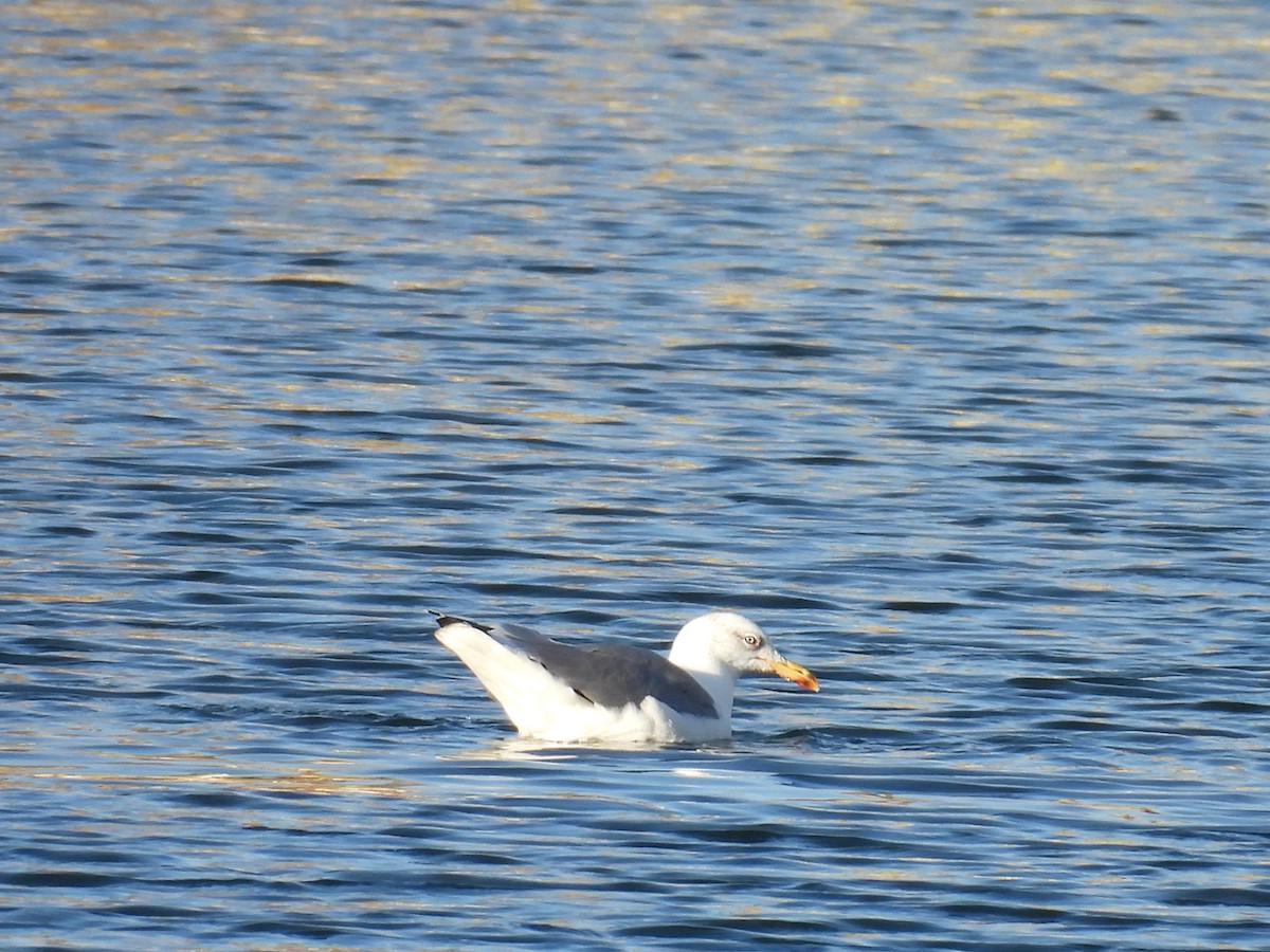 Lesser Black-backed Gull - ML644488036