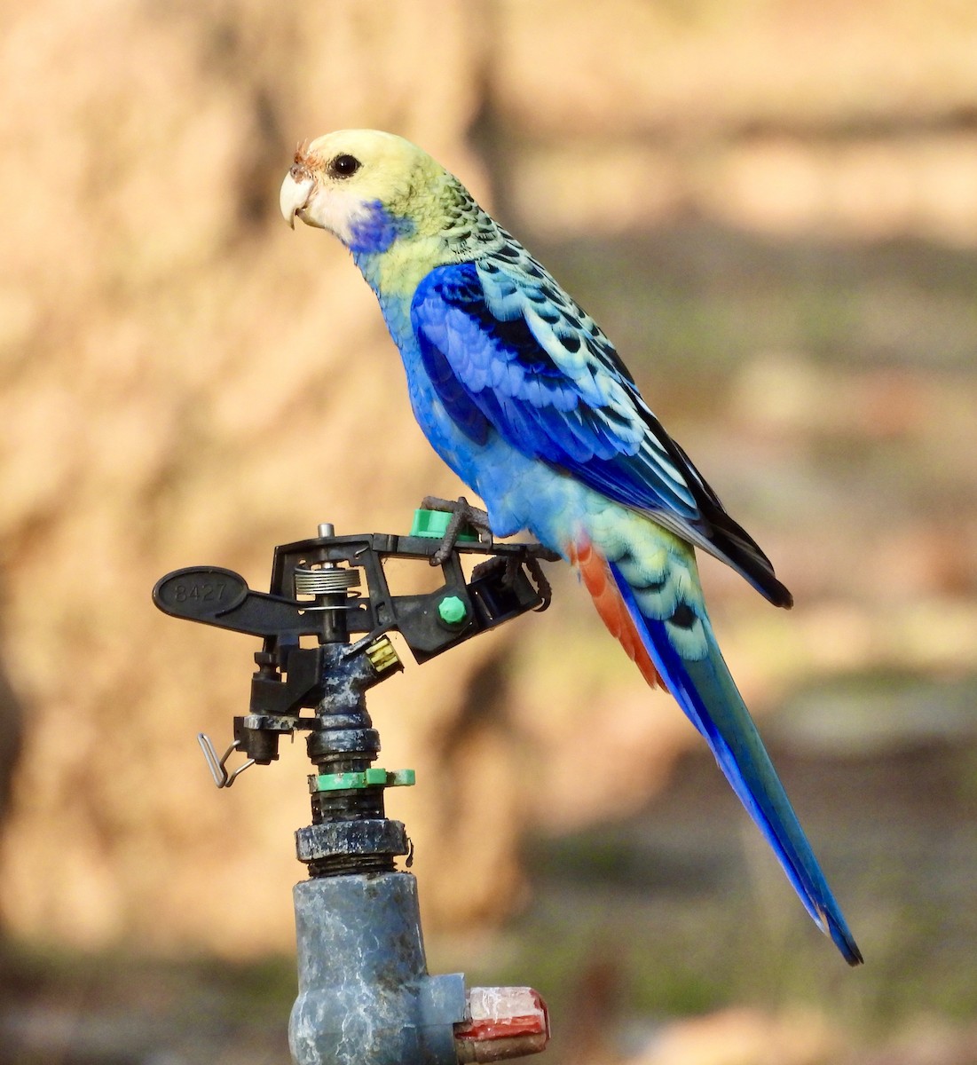 ホオアオサメクサインコ - ML644488037