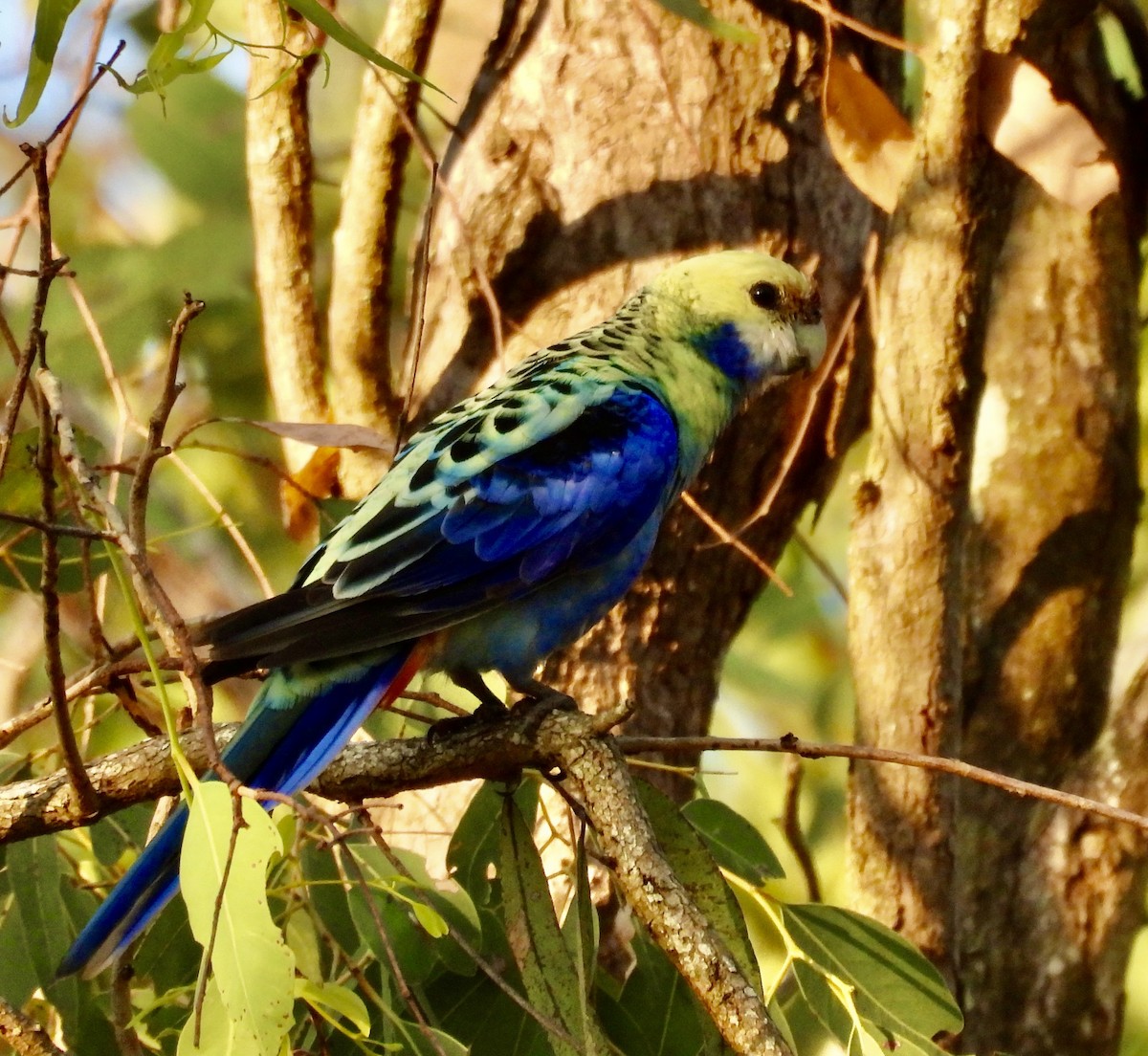 ホオアオサメクサインコ - ML644488038