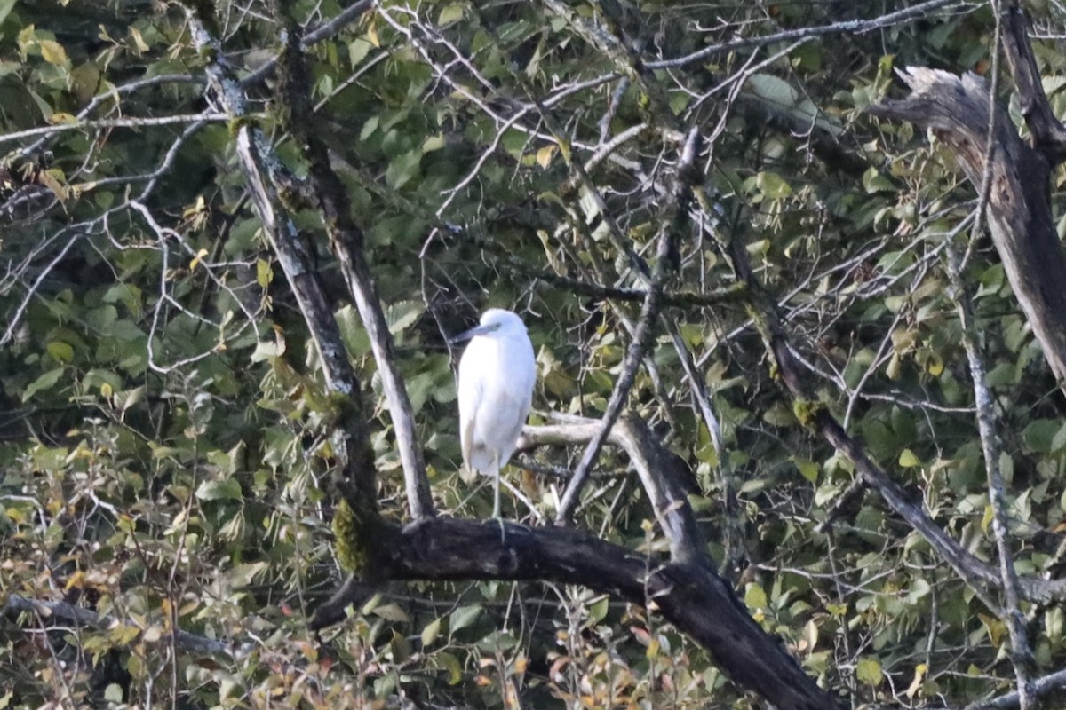 Little Blue Heron - ML644488048