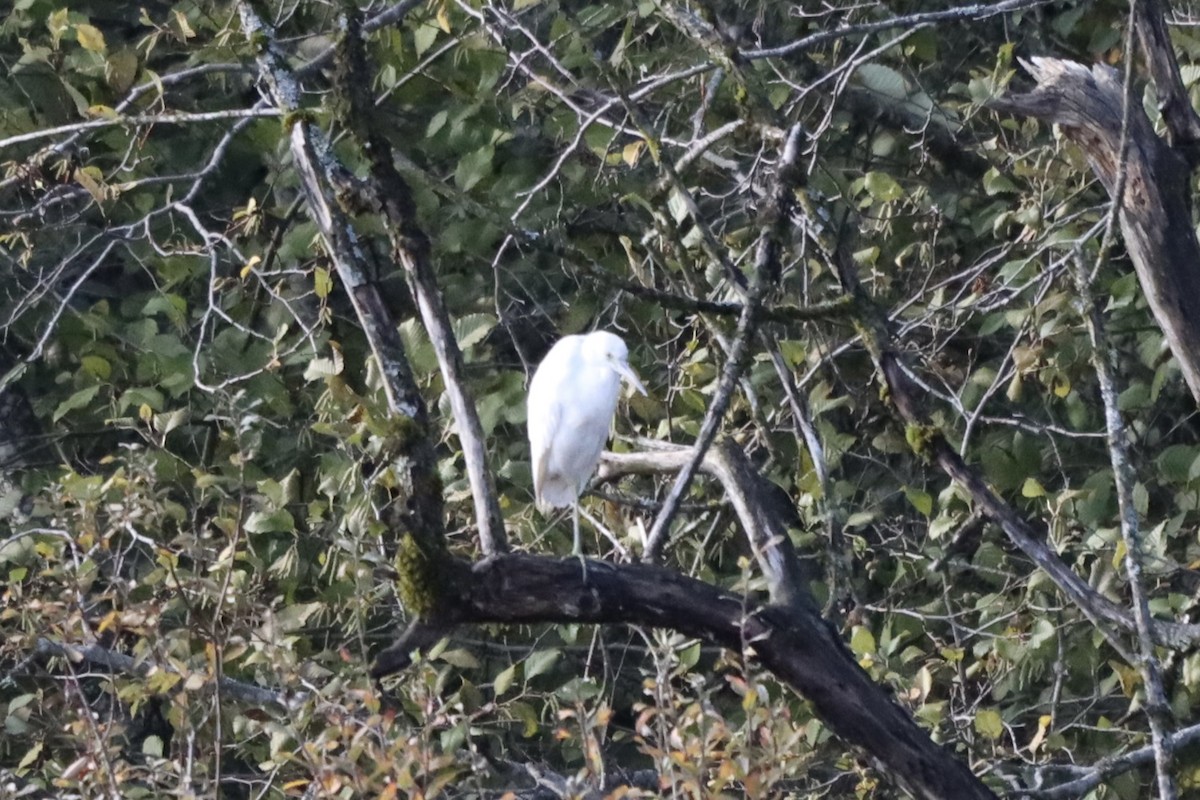Little Blue Heron - ML644488049