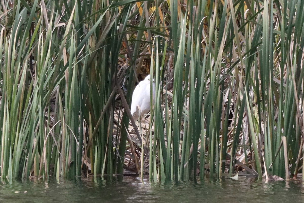 Little Blue Heron - ML644488050