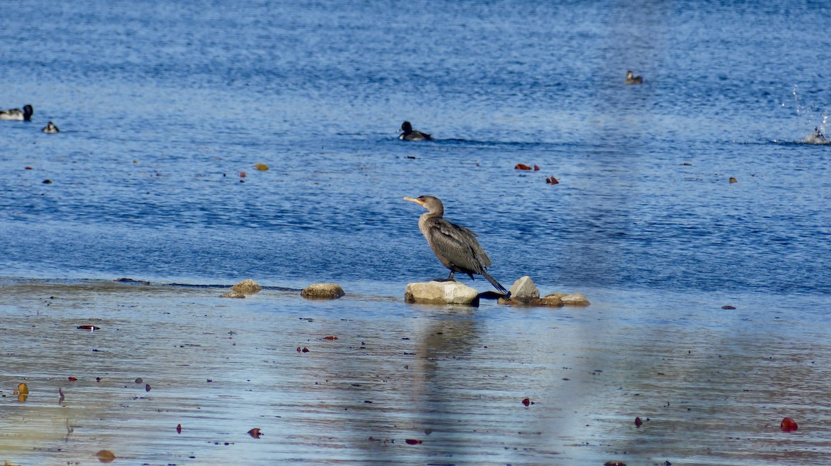 Double-crested Cormorant - ML644488054